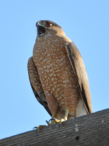 Accipiter cooperii