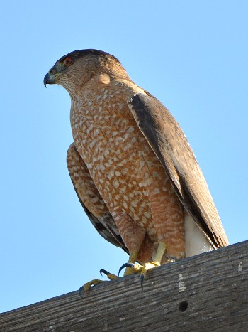 Accipiter cooperii