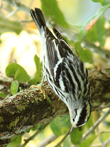 species