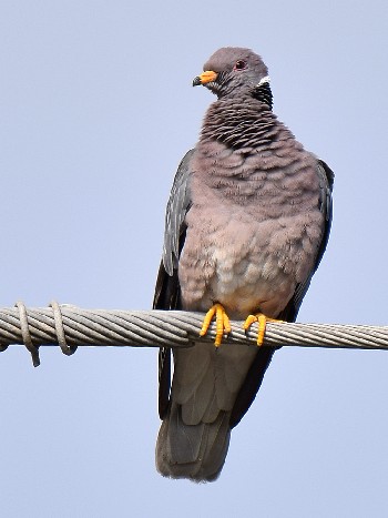 species
