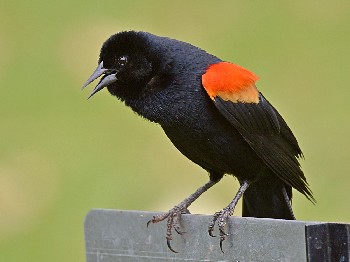 species