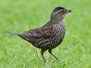 species