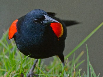 species