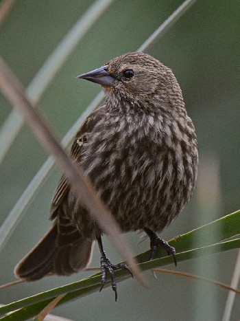 species