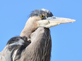 species