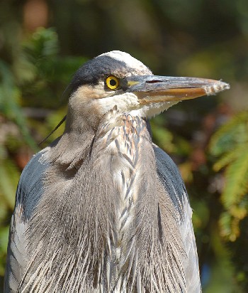 species