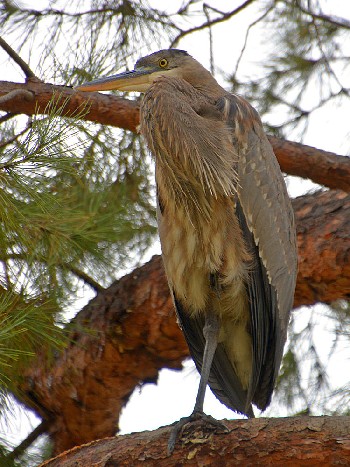 species