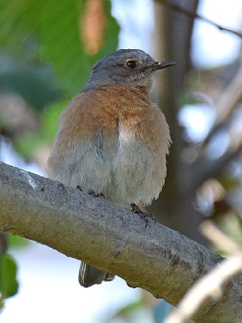 species