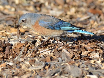 species