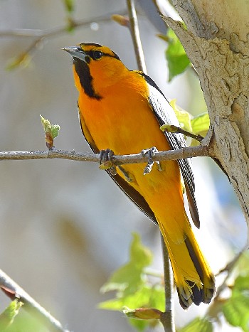 species