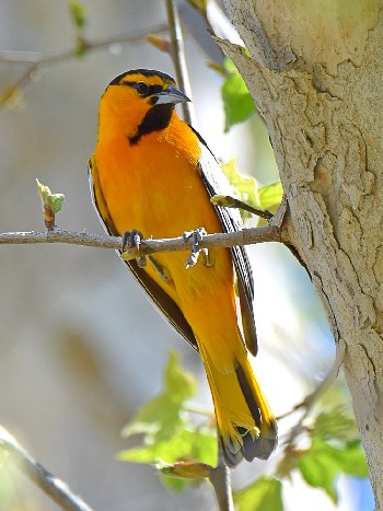 species