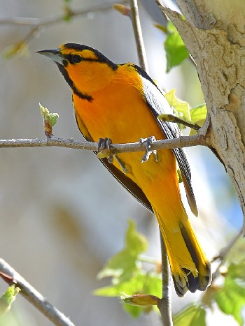 species