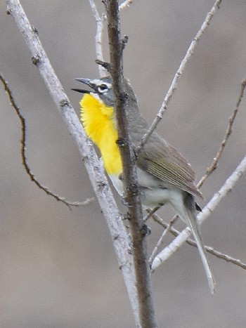 species