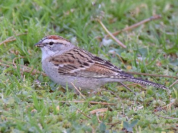 species