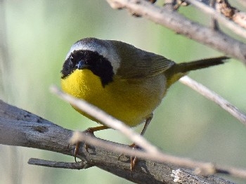 species