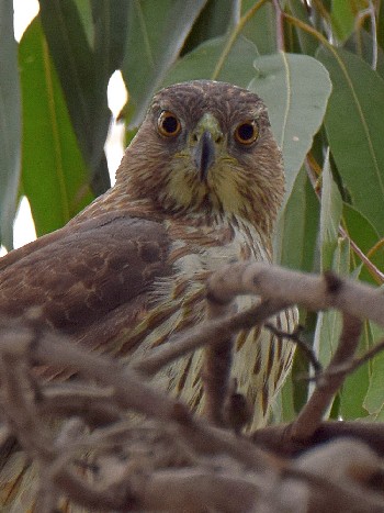 Accipiter cooperii