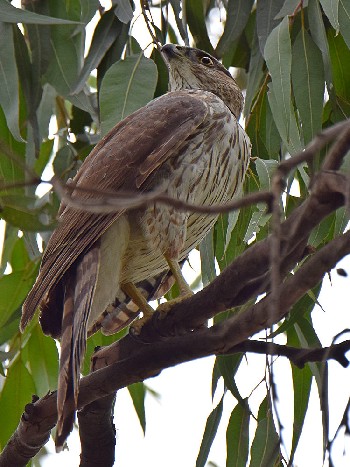 Accipiter cooperii