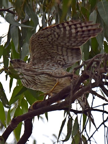 species