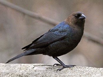 species