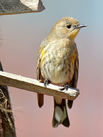 species
