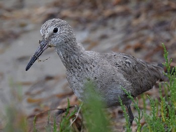 species
