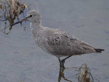 species