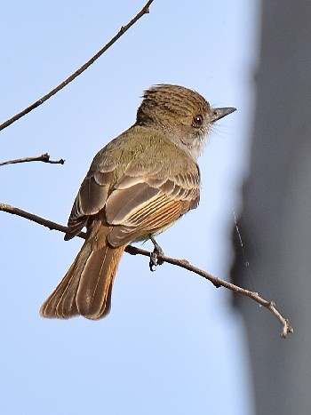 species