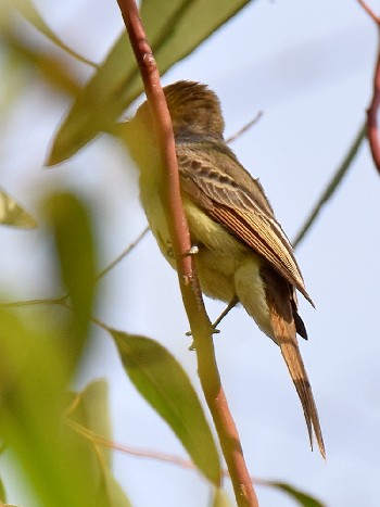 species
