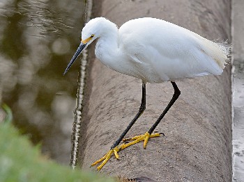 species