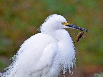 species