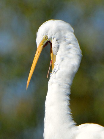 species
