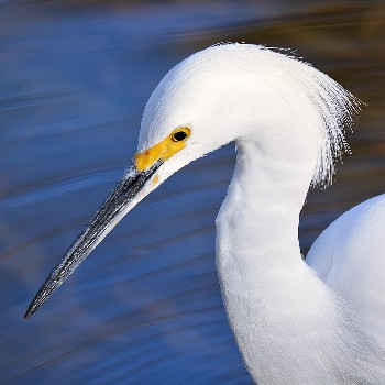 species