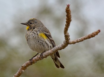 species