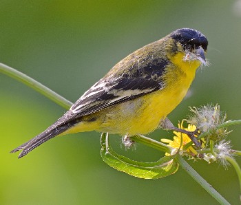 species