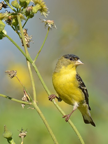 species