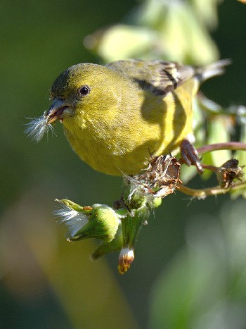 species