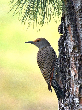 species