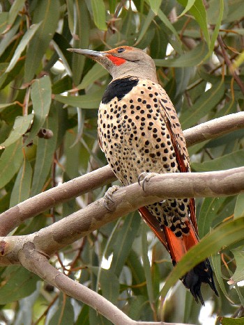 species