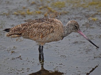 species