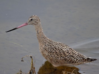 species