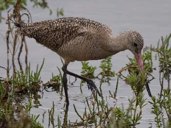 species