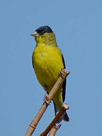 species