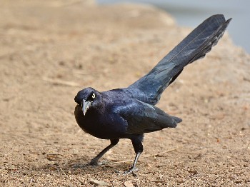 species