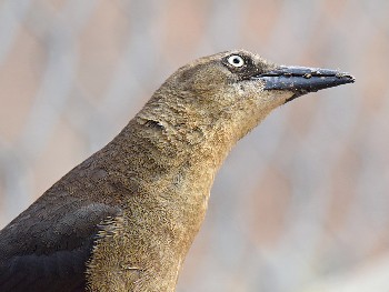 species
