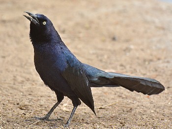 species