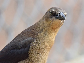 species