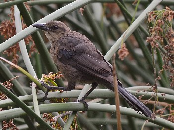 species