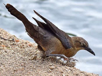species