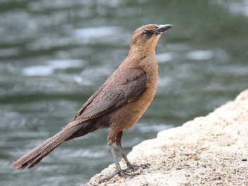 species