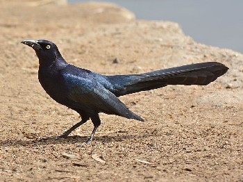 species